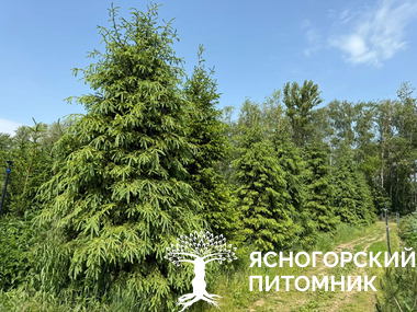 Ель обыкновенная "Picea"