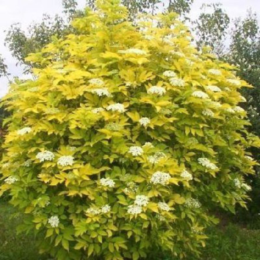 Бузина черная Ауреа (Sambucus nigra Aurea)