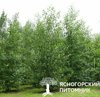 Ольха черная