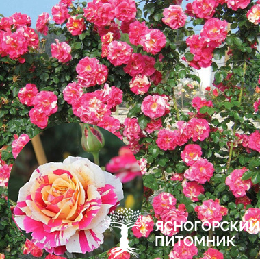 Роза  плетистая в ассортименте