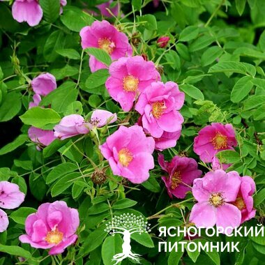 Роза морщинистая 'Rubra'