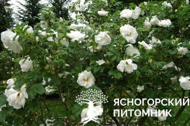Роза морщинистая 'Alba'