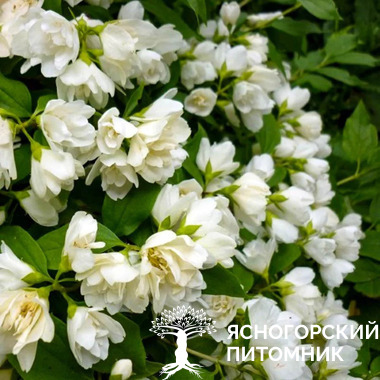 Чубушник 'Dame Blanche'