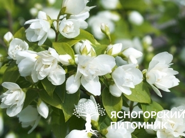 Чубушник 'Manteau d'Hermine'