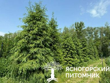 Ель обыкновенная стриженная