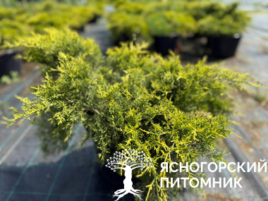Можжевельник средний 'Old Gold'