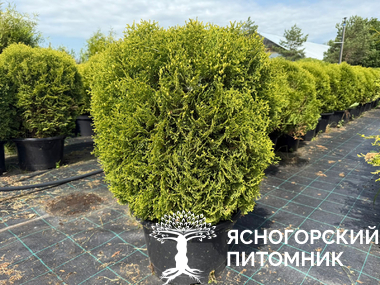 Туя западная 'Tiny Tim'